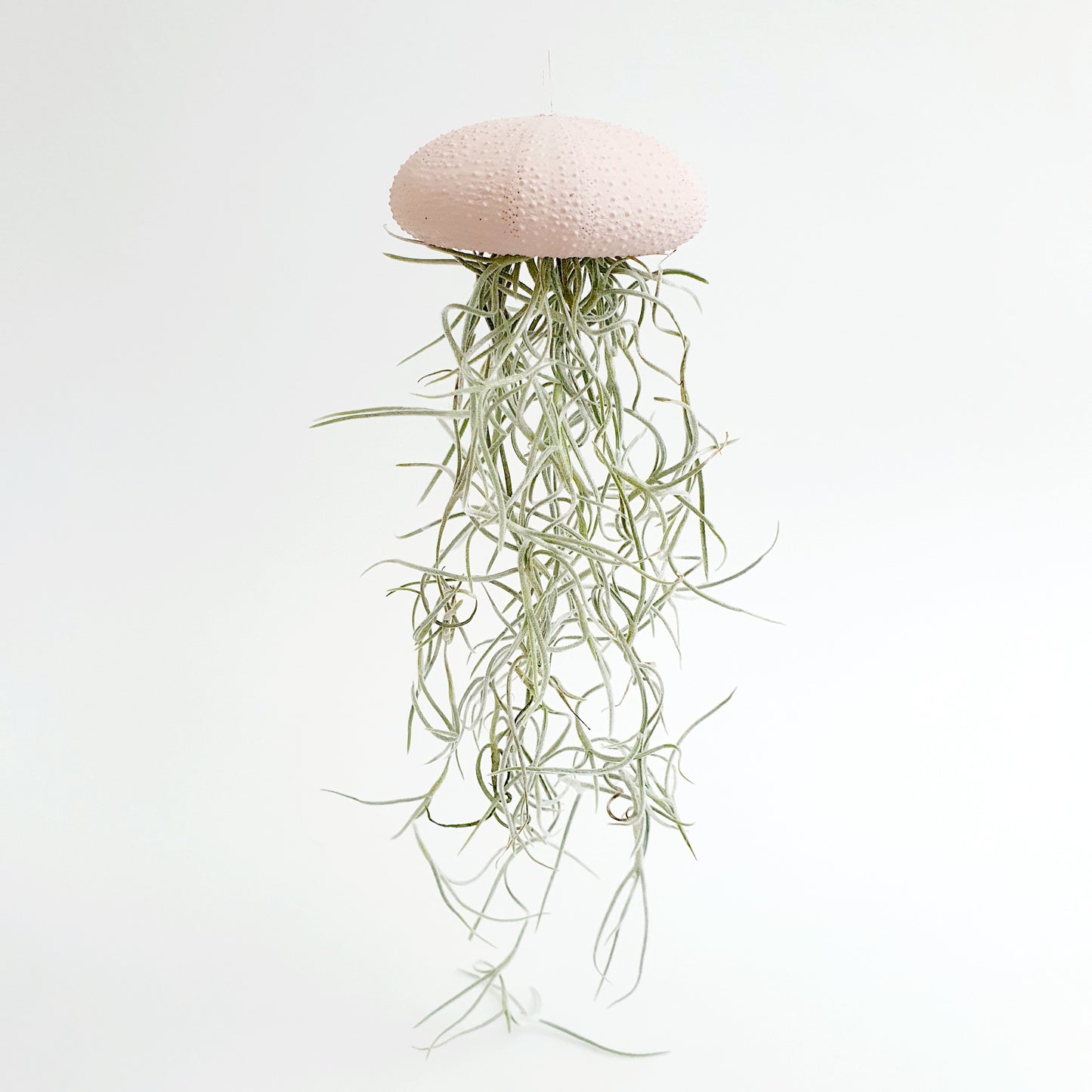 Jellyfish luchtplantje roze Medium