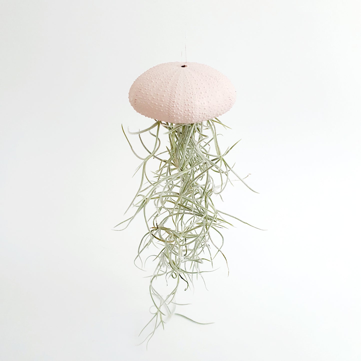 Jellyfish luchtplantje roze Medium