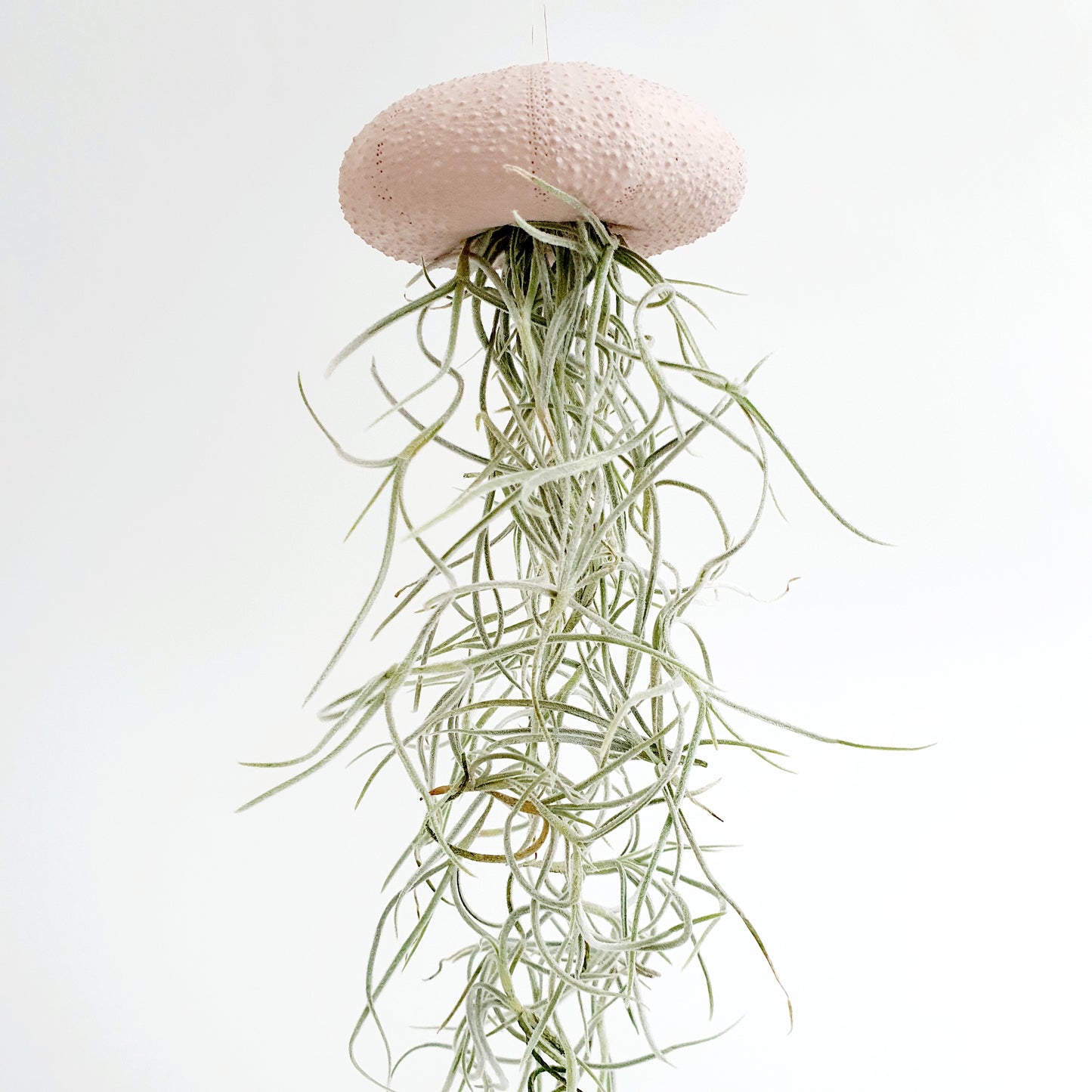 Jellyfish luchtplantje roze Medium