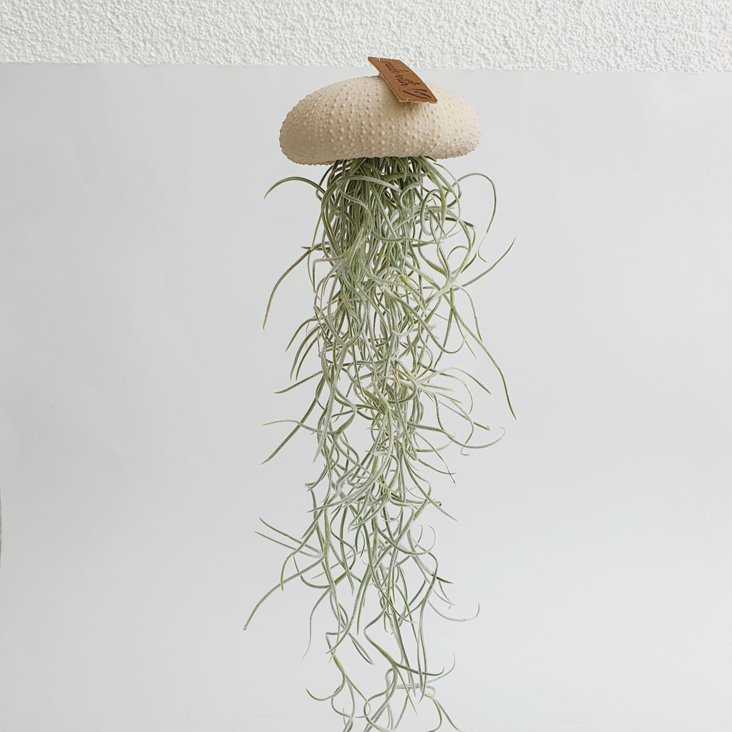 Jellyfish luchtplantje cappuccino Medium