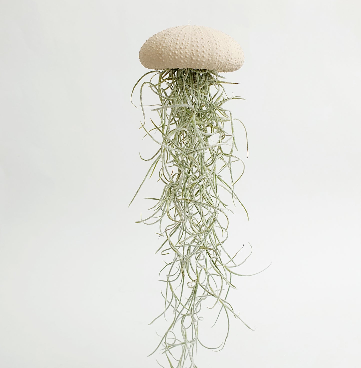 Jellyfish luchtplantje cappuccino Medium