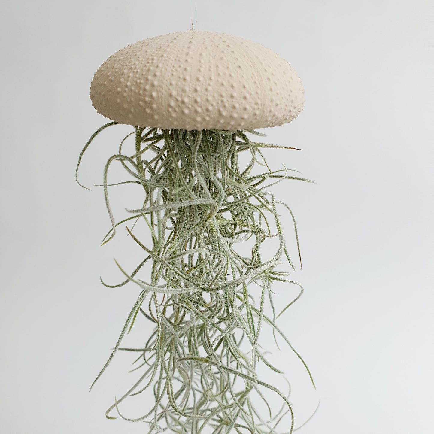 Jellyfish luchtplantje cappuccino Medium