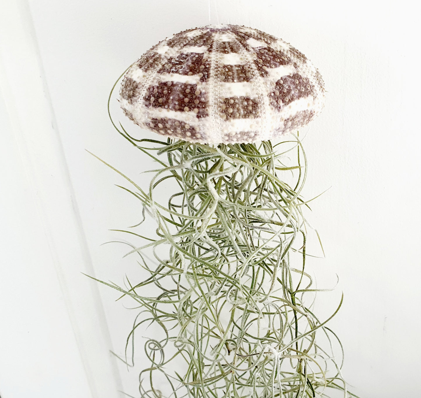 Jellyfish air plant natural Medium