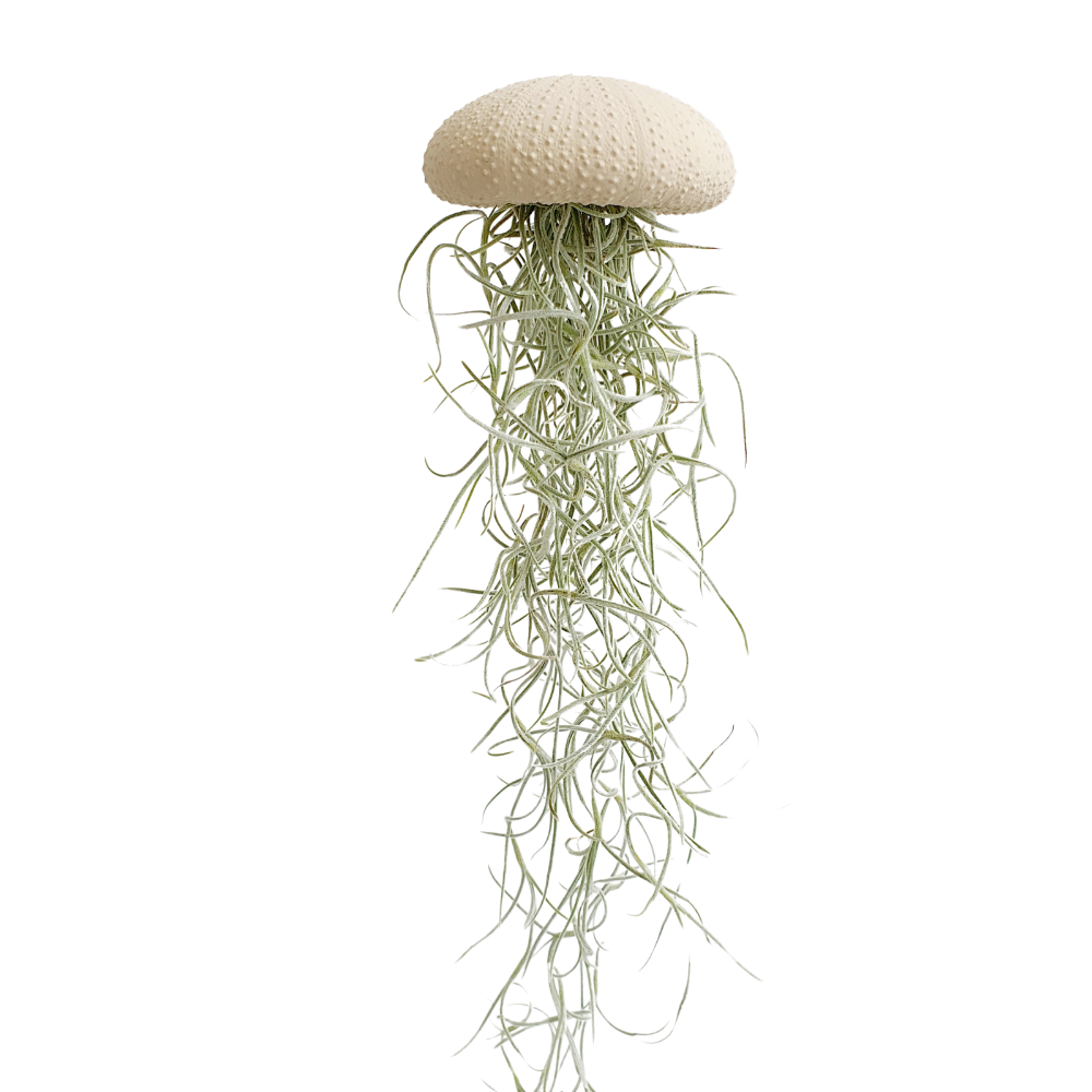 Jellyfish luchtplantje cappuccino Medium