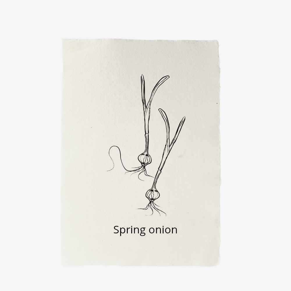 Card A6 | hare