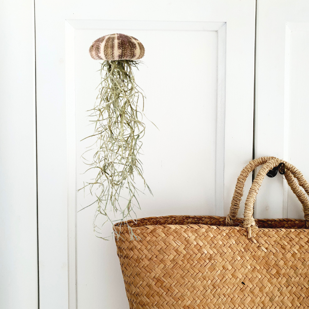 Cadeaudoos met Jellyfish airplantje