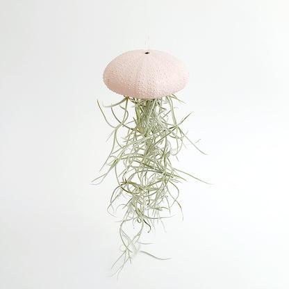 Jellyfish luchtplantje roze Medium