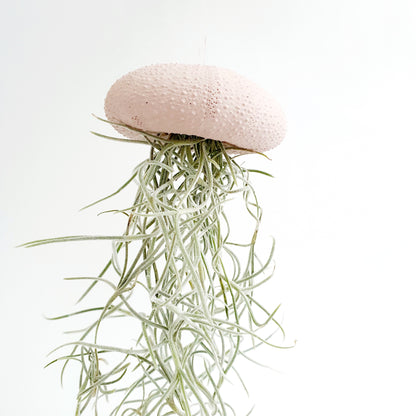 Jellyfish luchtplantje roze Medium