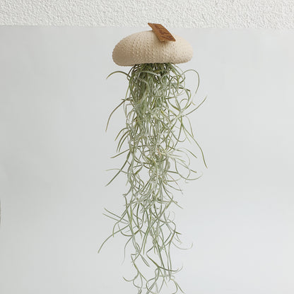 Jellyfish air plant white Medium