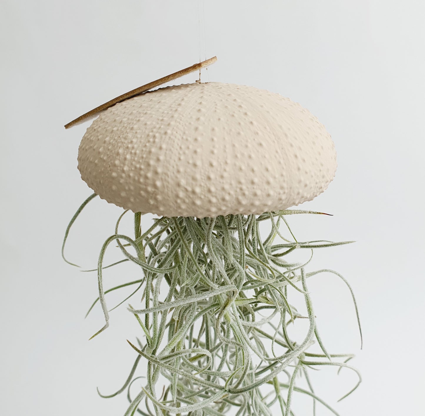 Jellyfish air plant white Medium