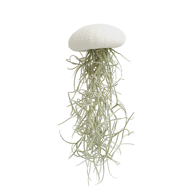 Jellyfish luchtplantje wit Medium