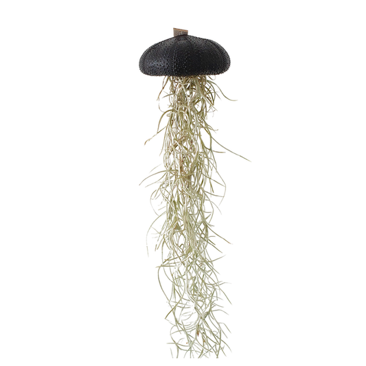 Jellyfish air plant natural Medium