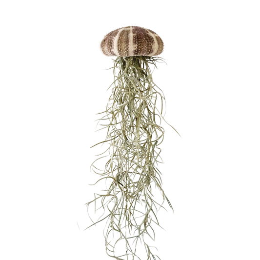 Jellyfish air plant natural Medium