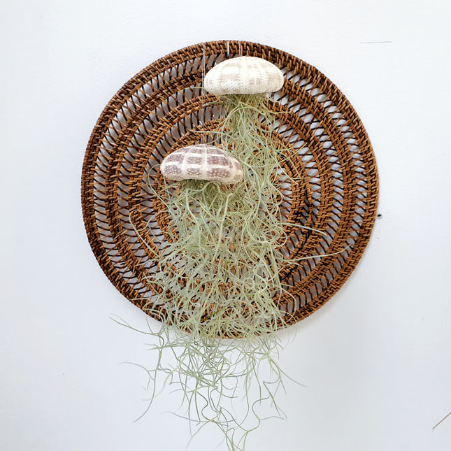 Jellyfish airplantje natural