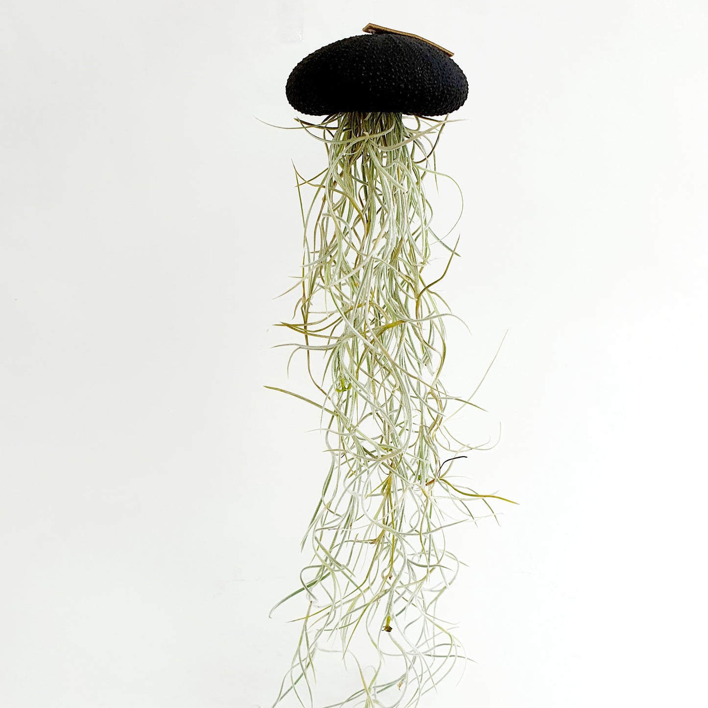 Jellyfish airplantje zwart Large