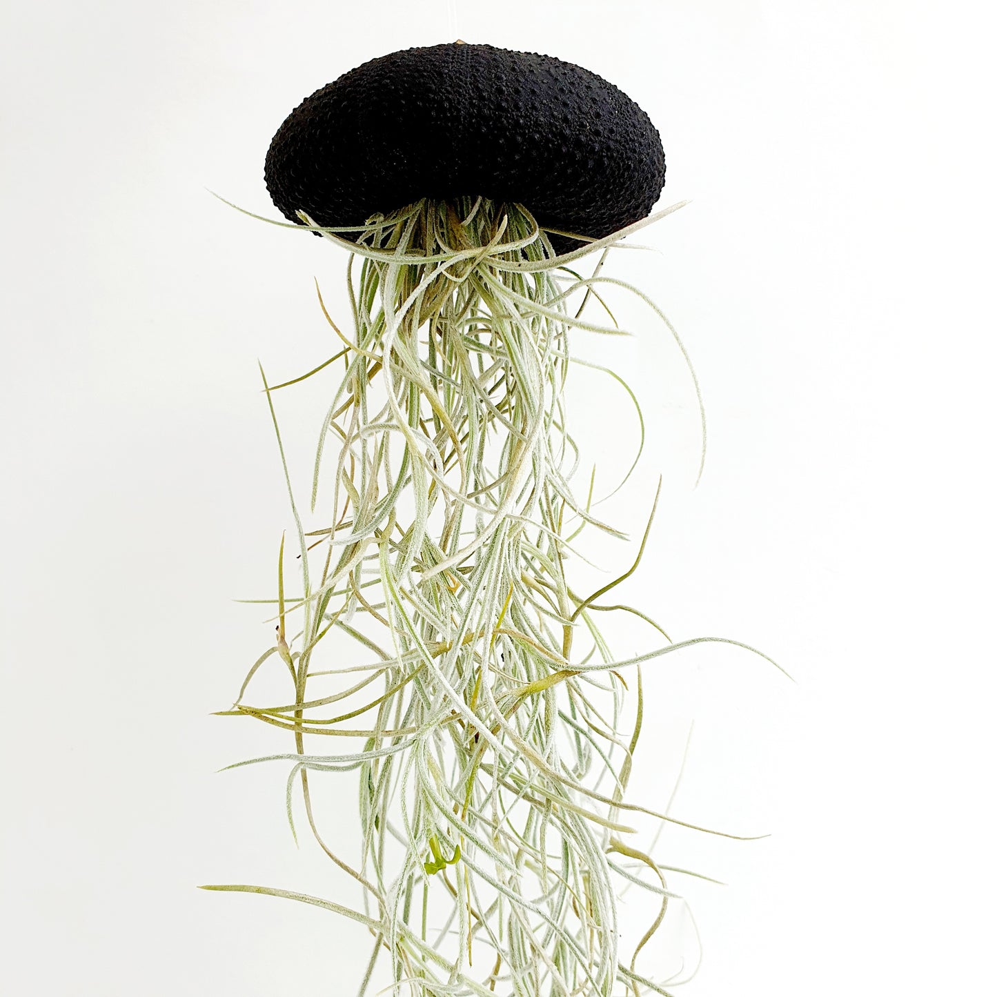 Jellyfish airplantje zwart Large