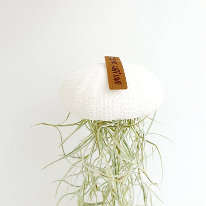 Jellyfish air plant white Large