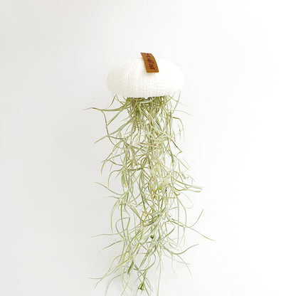 Jellyfish air plant white Large