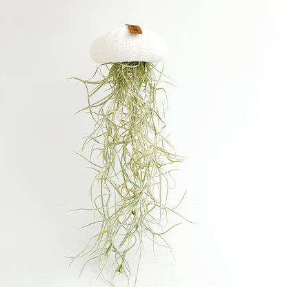 Jellyfish air plant white Large