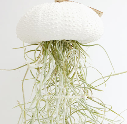 Jellyfish air plant white Large