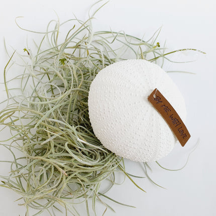 Jellyfish airplantje wit