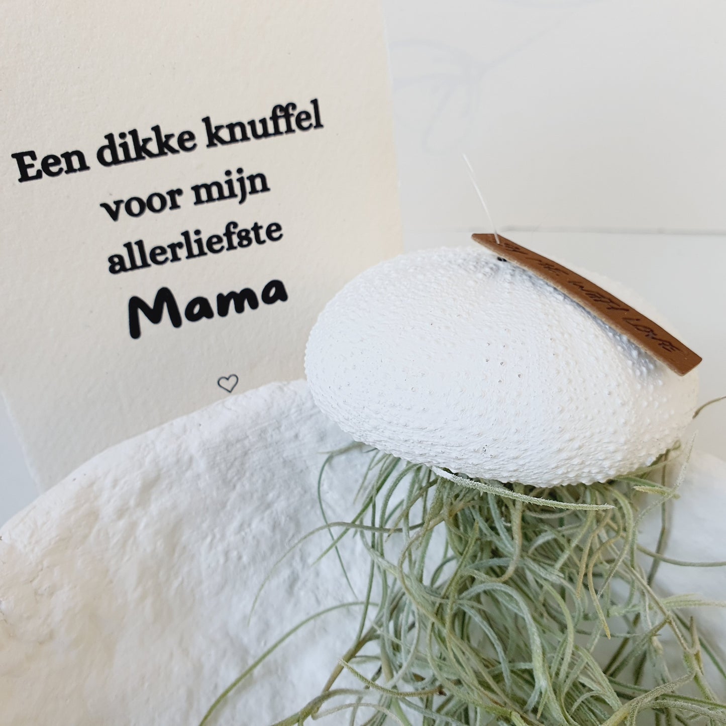 Quallen-Luftpflanze, weiß, mittelgroß