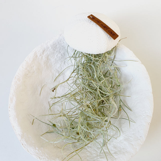 Jellyfish airplantje wit