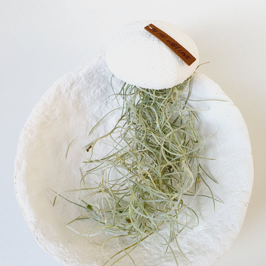 Jellyfish air plant white Medium
