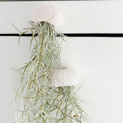 Jellyfish air plant white