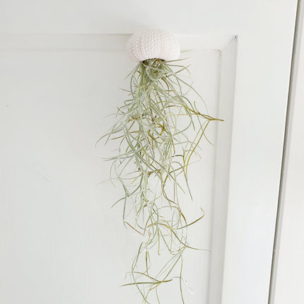 Jellyfish air plant white
