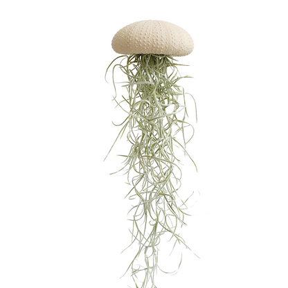 Jellyfish air plant white Medium