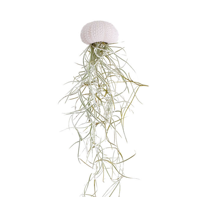 Jellyfish airplantje roze natural set van 2