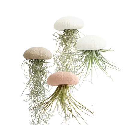 Jellyfish air plant white Medium