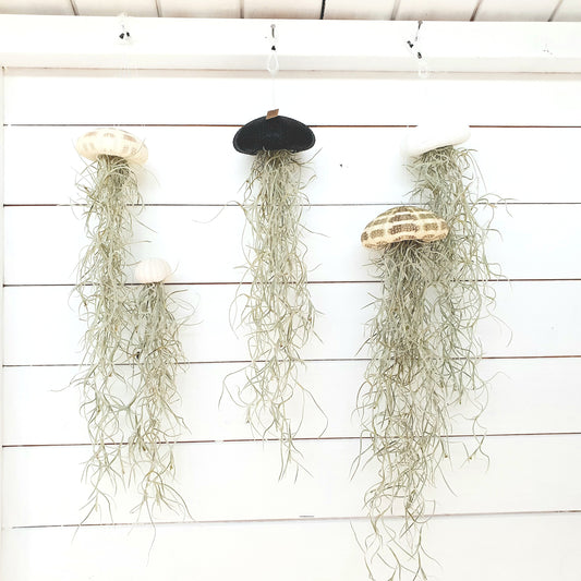Jellyfish air plant white Medium