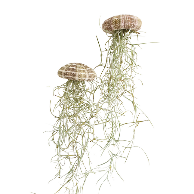 Jellyfish airplantje natural