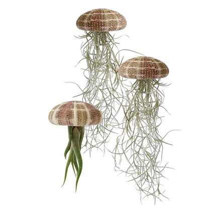 Jellyfish air plant natural