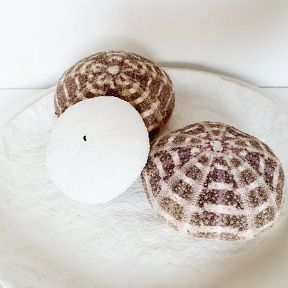 White sea urchin shells