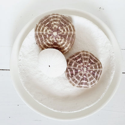 White sea urchin shells