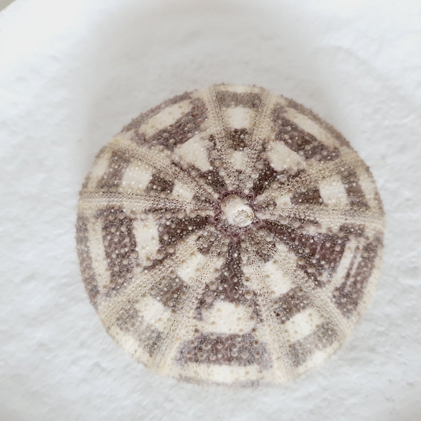 White sea urchin shells