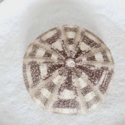White sea urchin shells