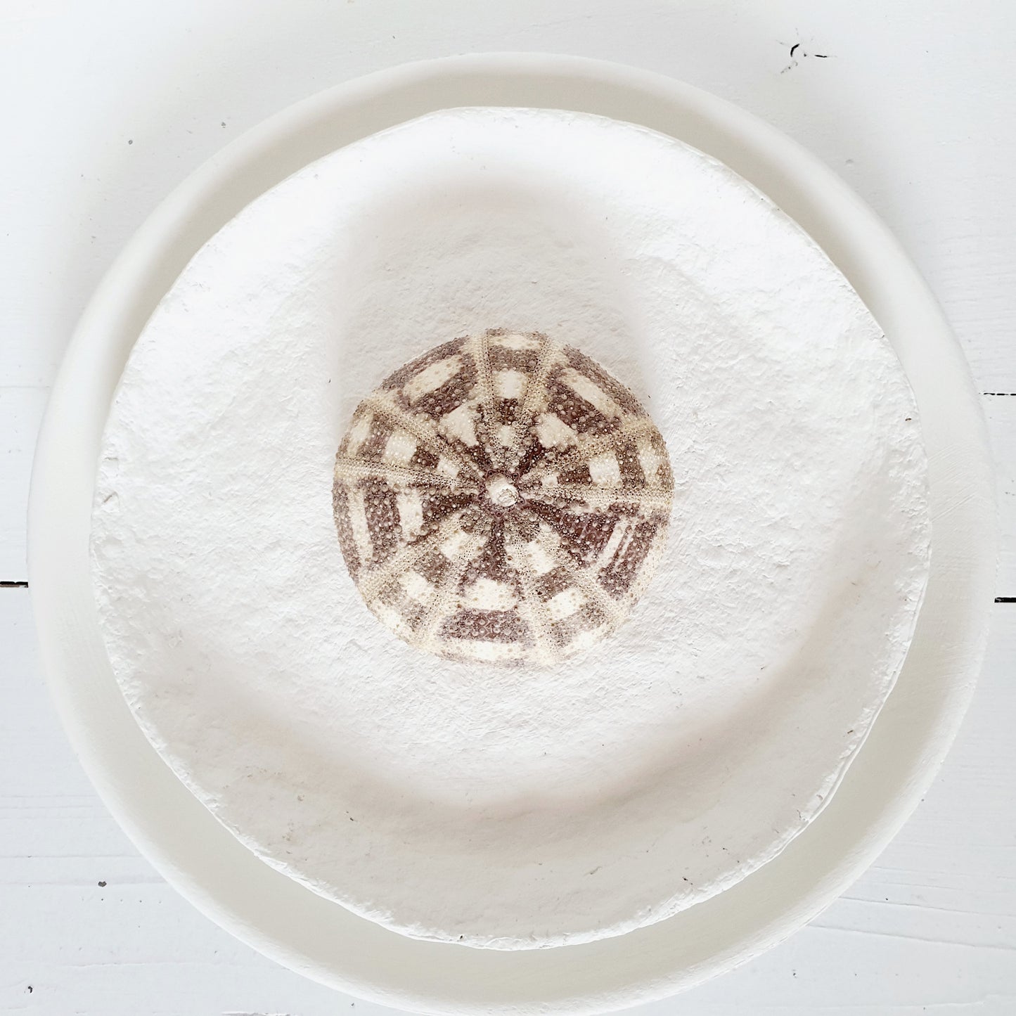 White sea urchin shells