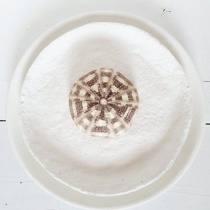 White sea urchin shells