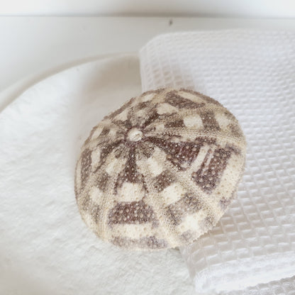 White sea urchin shells