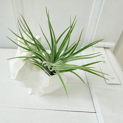 Konijn met luchtplantje