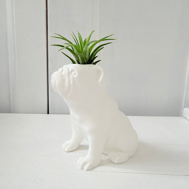 Bulldog met luchtplantje