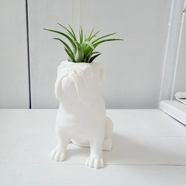 Bulldog met luchtplantje