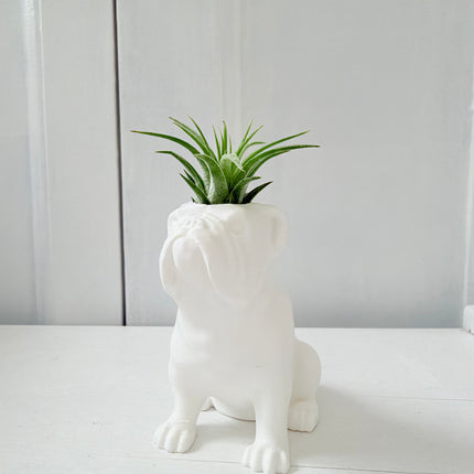 Bulldog met luchtplantje