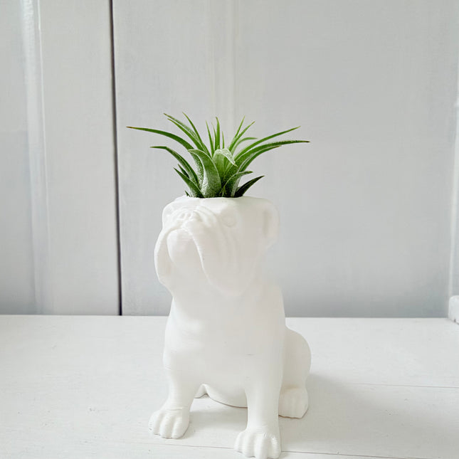Bulldog met luchtplantje