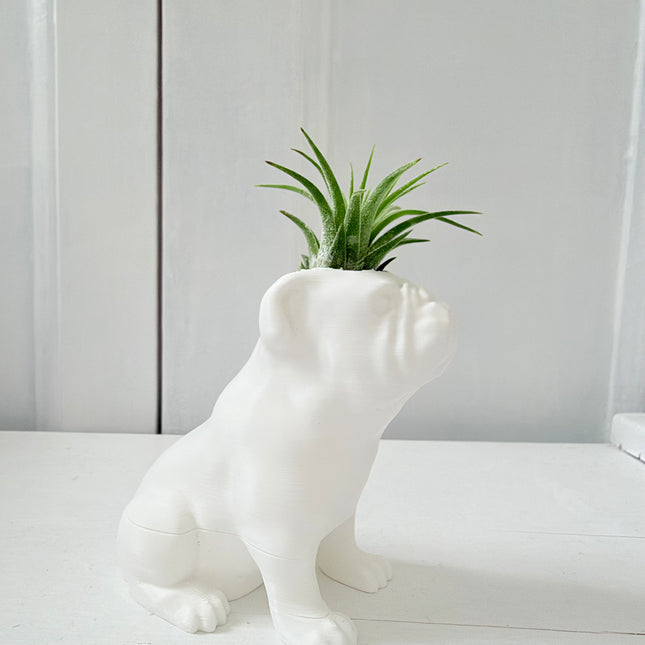 Bulldog met luchtplantje