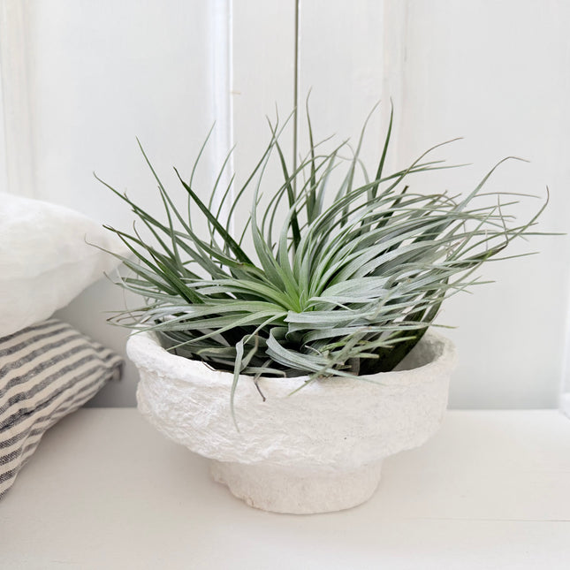 Tillandsia in papier-maché schaal
